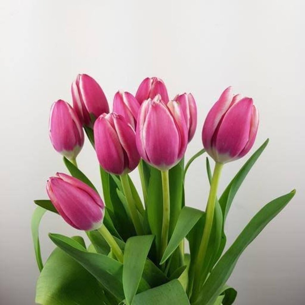 Heirloom Non-GMO Tulip Flower Seeds for Planting – Vibrant Spring Garden Blooms