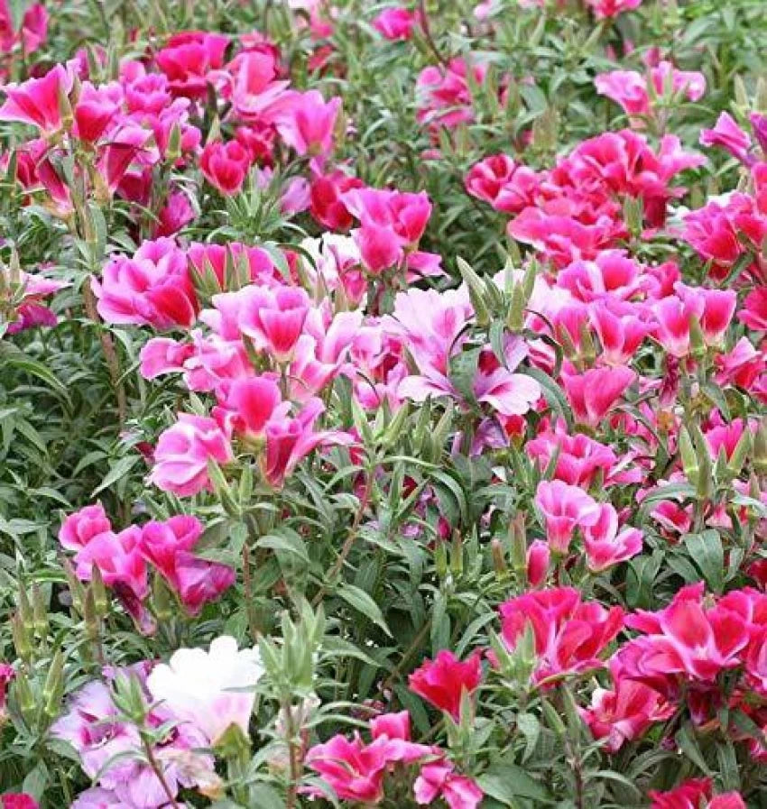 Pink Clarkia Amoena blomsterfrø til plantning - 100 stk