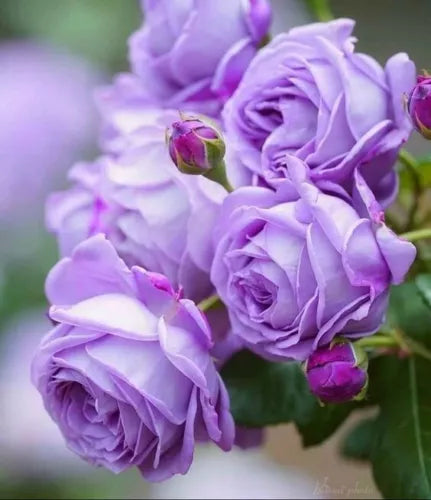 Violet Rose Heirloom Non-GMO Seeds for Planting
