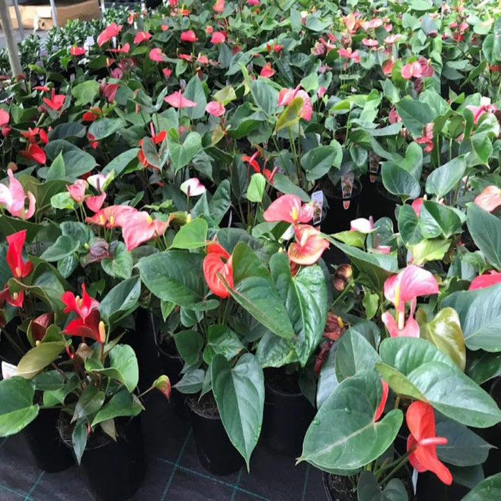 Multi-Colour Anthurium Flower Seeds for Planting Tropical - Non GMO seeds