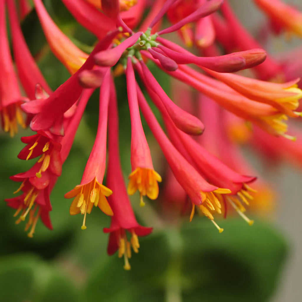 Kaprifolie blomsterfrø til haveplantning - 100 stk