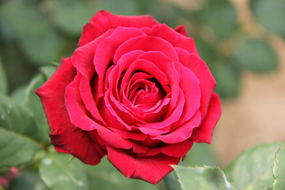 thornless rose seeds Red Thornless Rose Flower Seeds for Planting