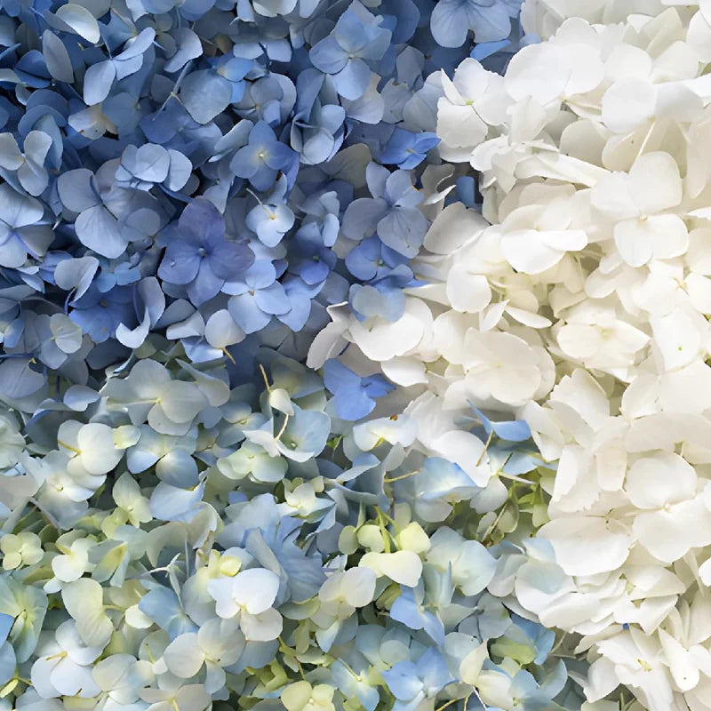 Heirloom Blue White Hydrangea Flower Seeds – Non-GMO High Germination Bicolor Seeds for Planting Garden Blooms