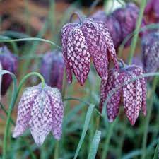 Fritillaria Plantefrø til udplantning - 100 stk