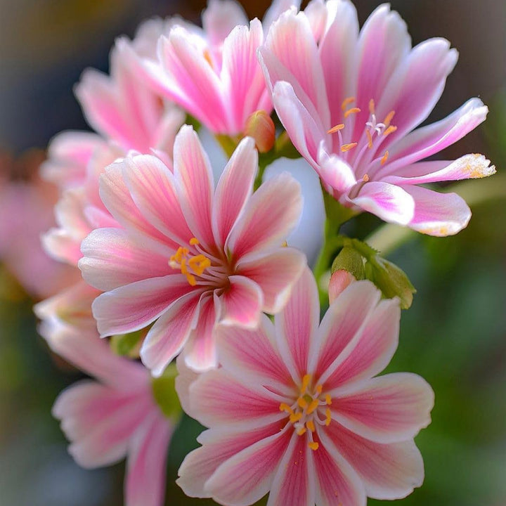 Heirloom Non-GMO Pink Lewisia Flower Seeds – Rock Gardens & Charming Bloom Displays