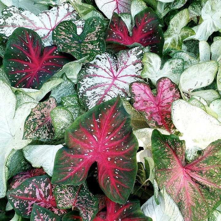 Caladium Rose Plant Seeds for Planting - 100 pcs