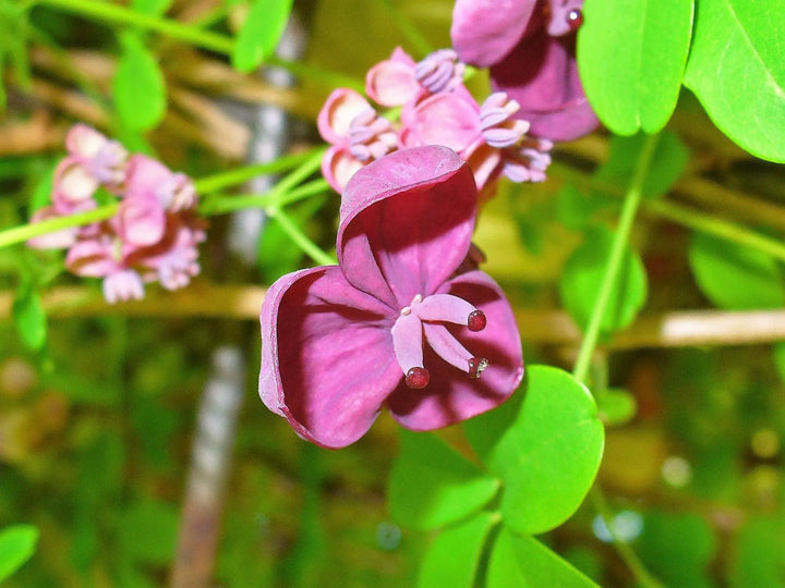 Akebia blomsterfrø til plantning, arvestykke, ikke-GMO, 100 stk.