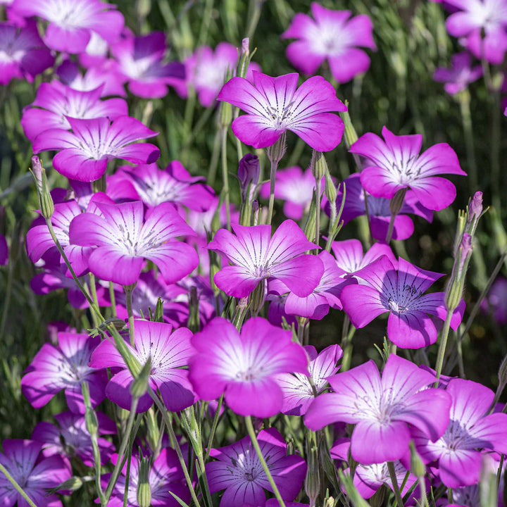 Agrostemma Purple Flower Seeds for Planting – Organic, Heirloom, Non-GMO Seeds