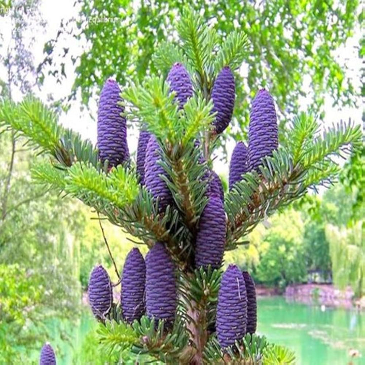 Abies Purple Plant Seeds for Planting – Organic, Heirloom, Non-GMO Conifer Seeds