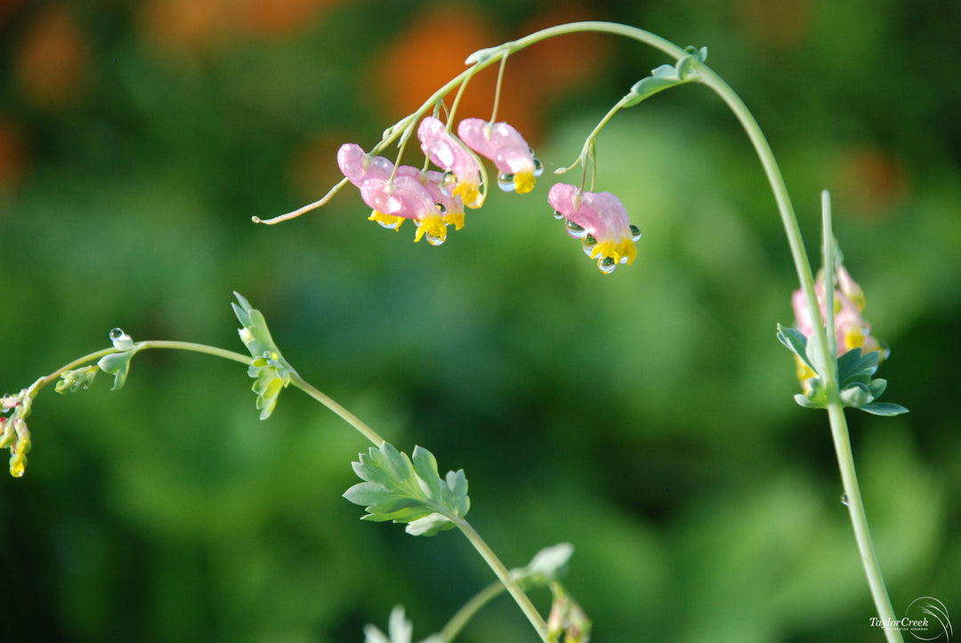 Heirloom Non-GMO Pink Rock Harlequin Flower Seeds for Woodland Wildflower Garden Plantin