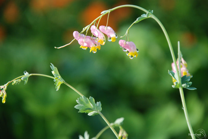 Heirloom Non-GMO Pink Rock Harlequin Flower Seeds for Woodland Wildflower Garden Plantin