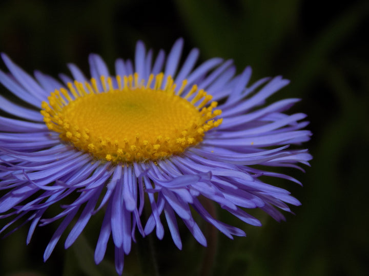 Lilla Erigeron Speciosus Blomsterfrø til udplantning, 100 stk