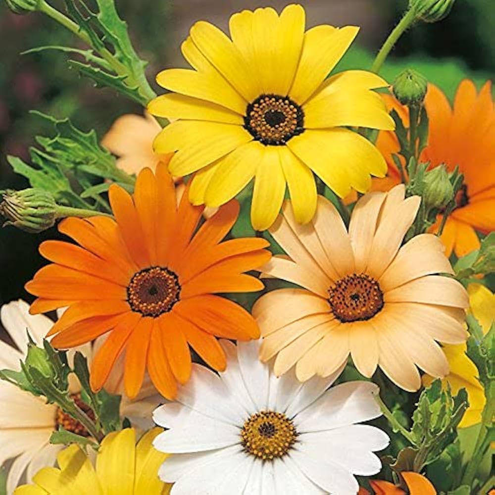 Dimorphotheca Flower Seeds for Planting - 100 pcs