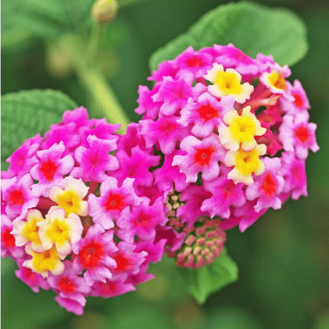lantana flower seeds for sale Heirloom Non-GMO Pink Lantana Flower Seeds for Butterfly Gardens and Colorful Outdoor Planting