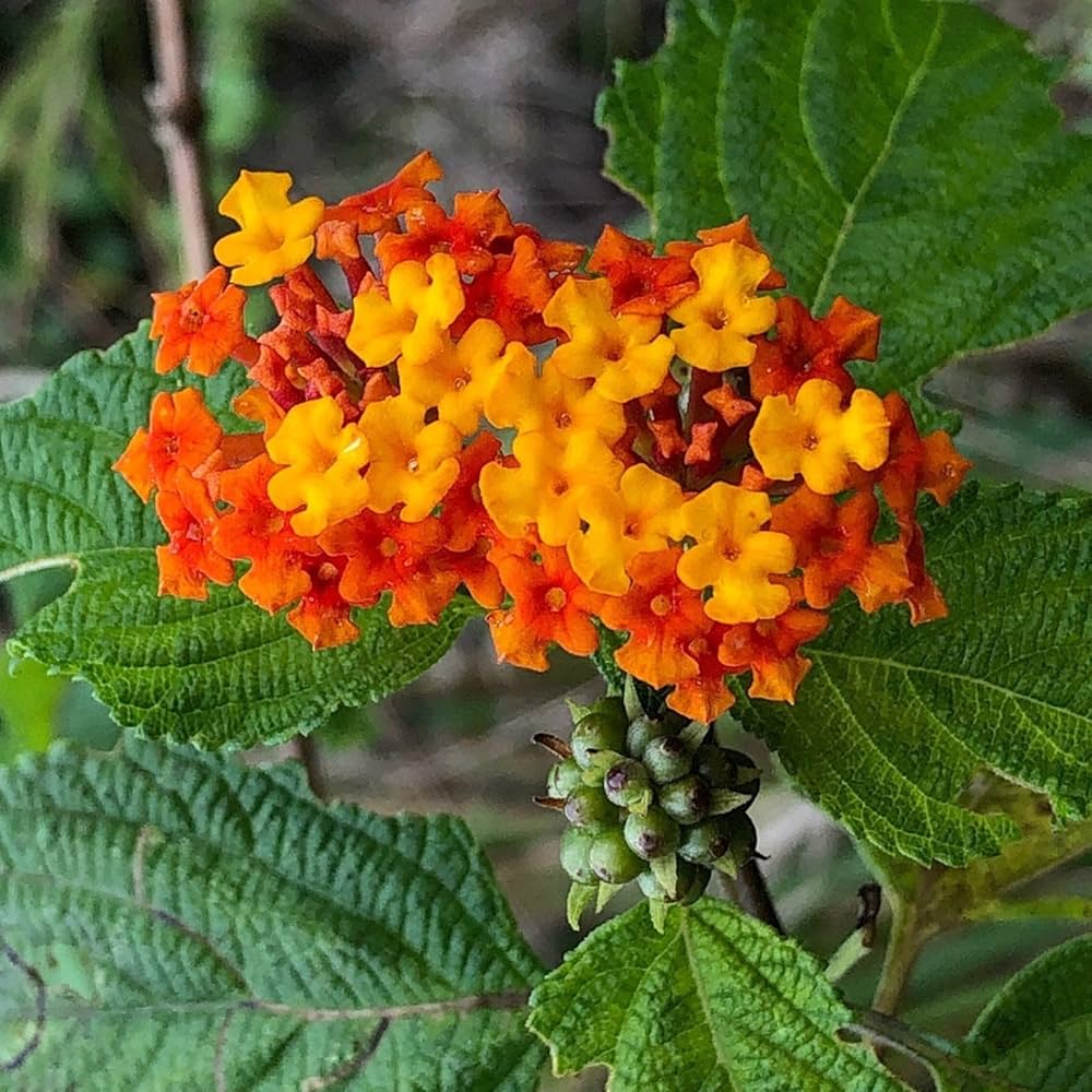 Heirloom Non-GMO Green Lantana Plant Seeds for Butterfly-Friendly Garden Planting