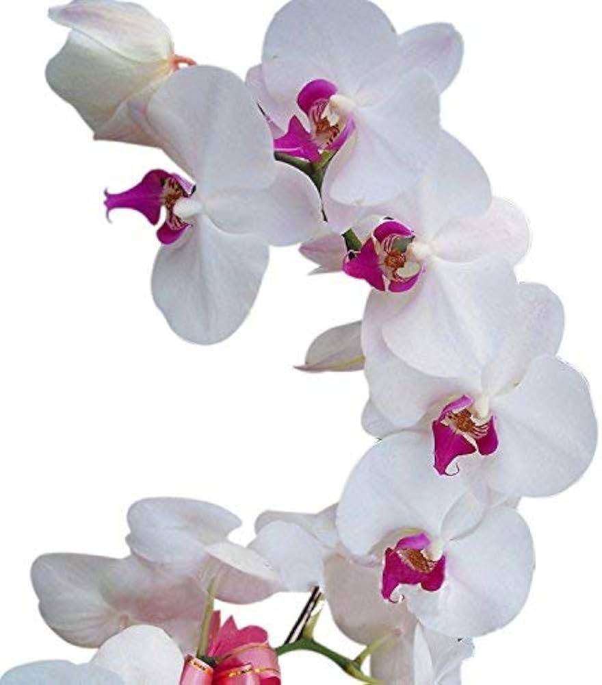 Butterfly Orchid White Flower Seeds for Planting - 100 pcs