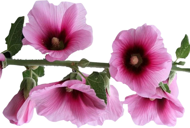 Futaba Alcea Rosea Flower Seeds for Planting -Pink and Yellow - 100 pcs