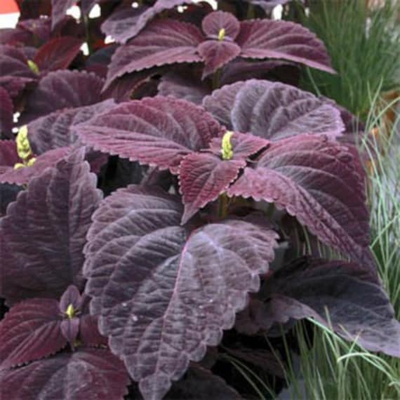 Burgundy Coleus Plant Seeds – Heirloom Non-GMO Foliage Seeds for Colorful Garden Borders