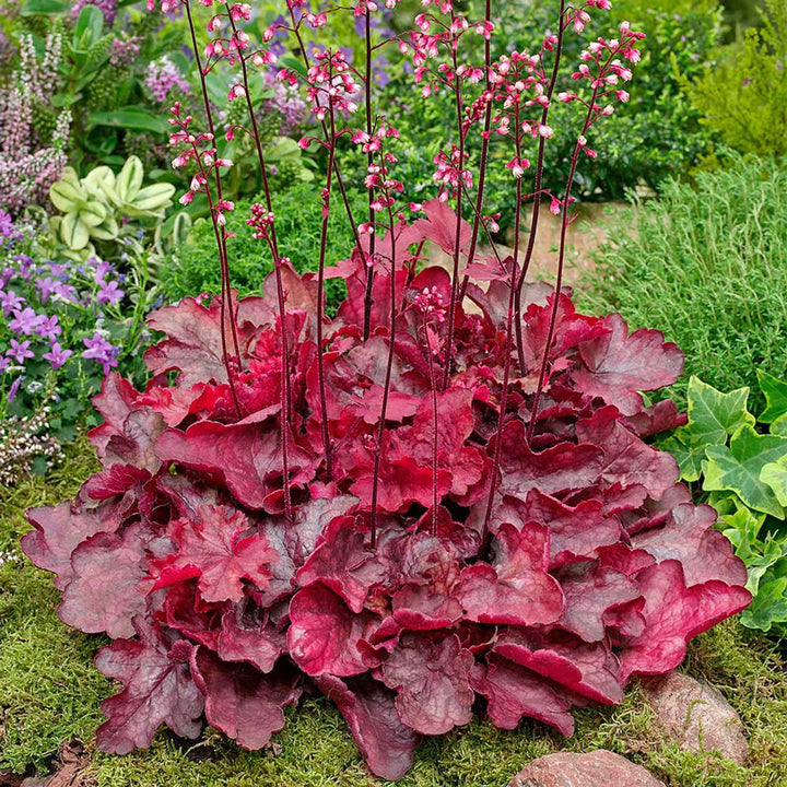 Red Coral Heuchera Flower Seeds - Heirloom, NON-GMO Seeds for Planting - Perennial Shade Garden Blooms