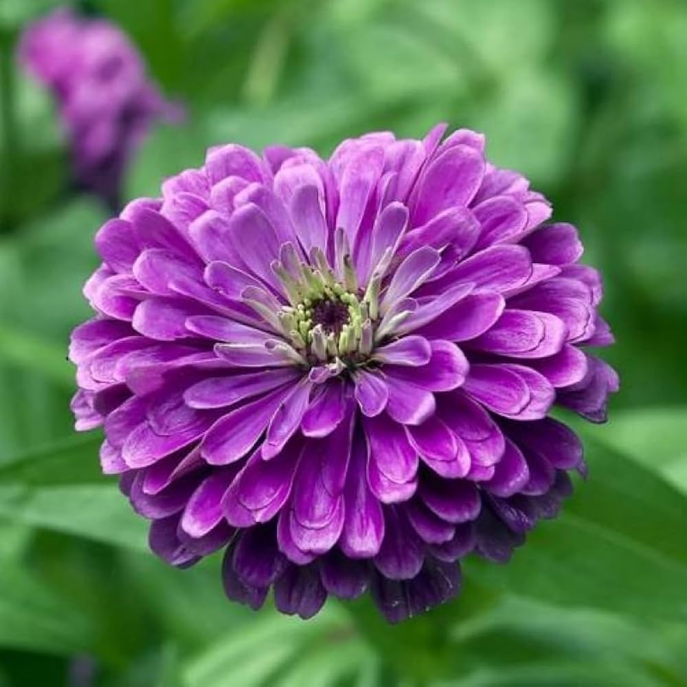 Lilla Zinnia blomsterfrø til haveplantning - 100 stk