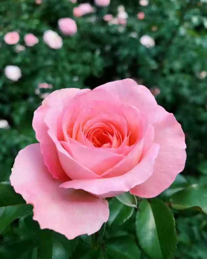 Pink David Austin Rose Heirloom Non-GMO Seeds for Planting