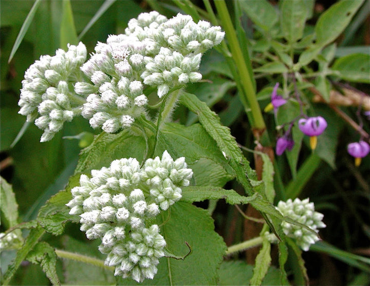 Hvide Eupatorium Perfoliatum plantefrø til udplantning - 100 stk