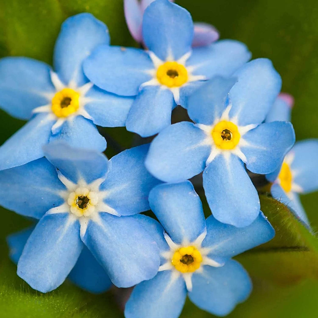 Myosotis Blomsterfrø Friske til udplantning 100 stk