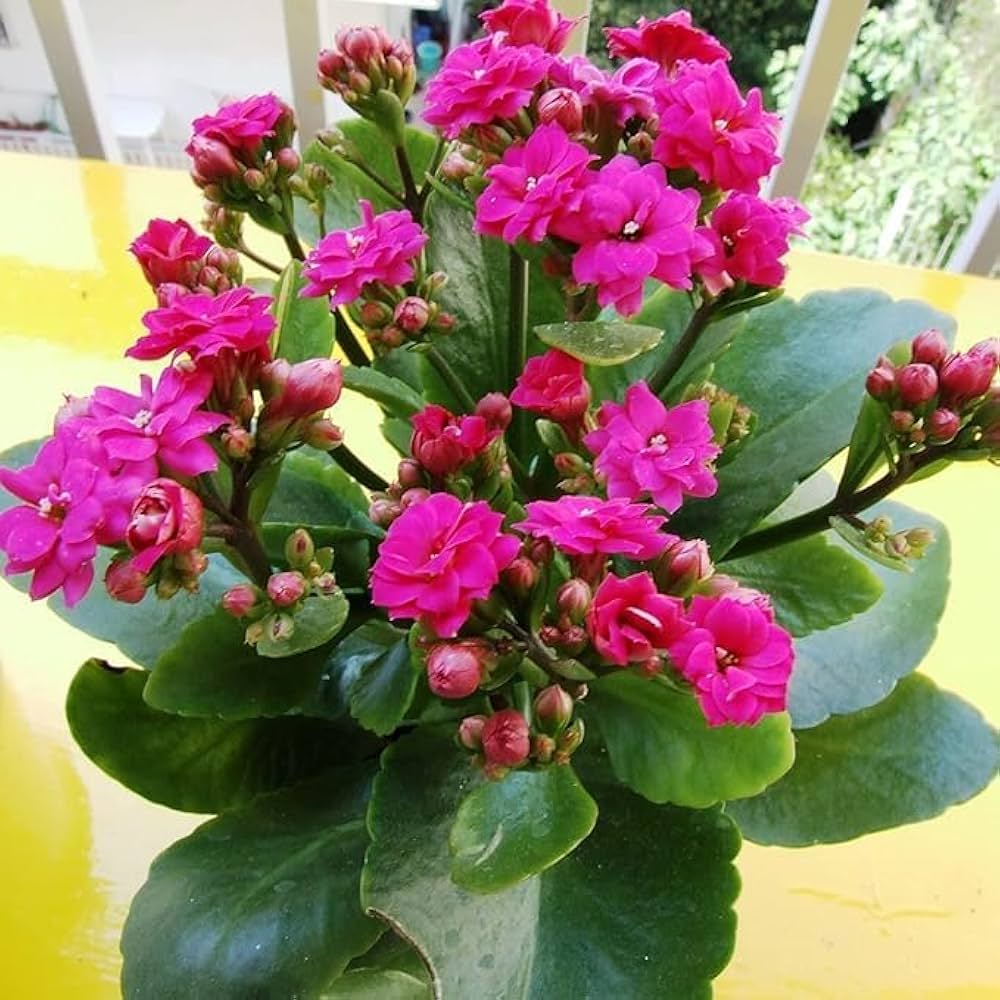 Pink Kalanchoe Flower Seeds – Heirloom Non-GMO Succulent Blooms for Indoor and Outdoor Gardens