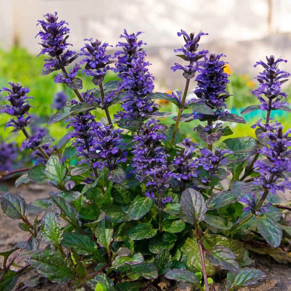 Ajuga Blomsterfrø til Plantning 100 stk