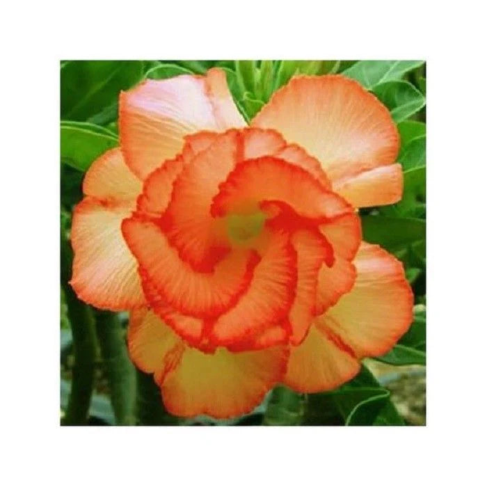 Orange Adenium Flower Seeds for Planting - 100 pcs