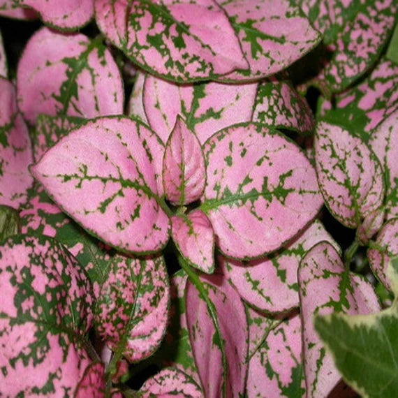 Hypoestes Polka Plant Seeds Pink for Planting 100 pcs