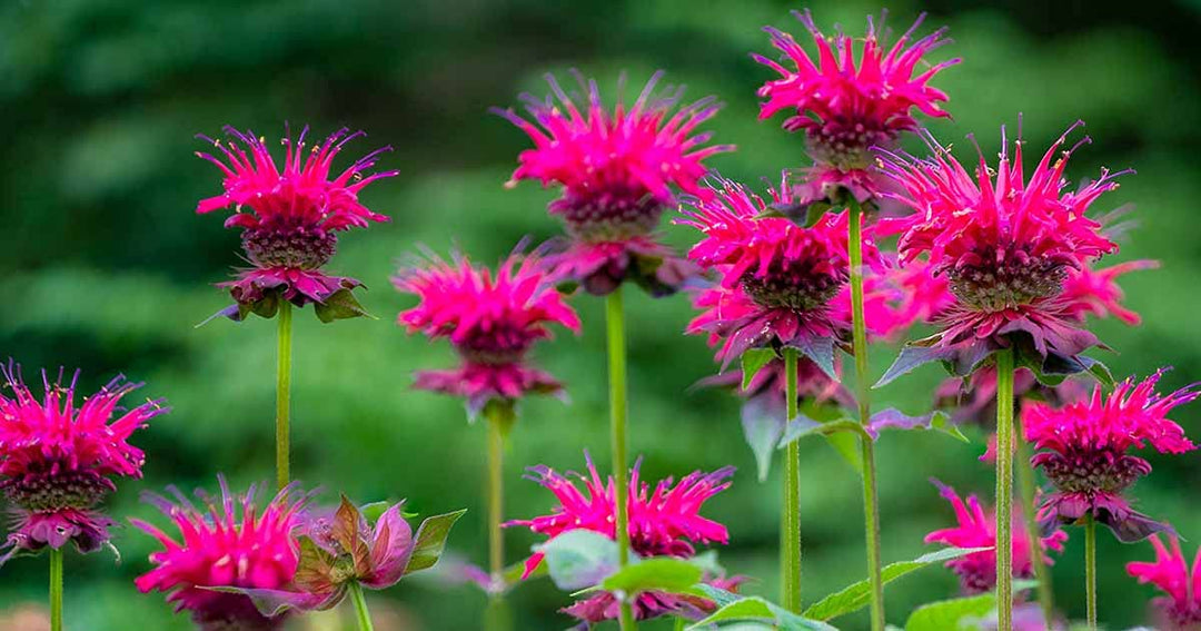 Pink Vild Bergamot Monarda Fistulosa Minteblade Bee Balm Blomsterfrø til plantning, 100 stk.