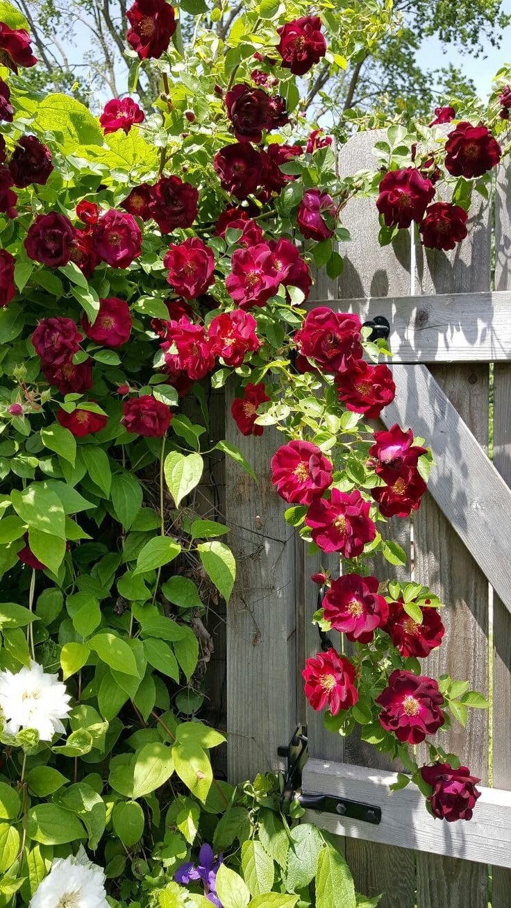 Dark Red Climbing Rose Flower Seeds for Planting - 100 pcs