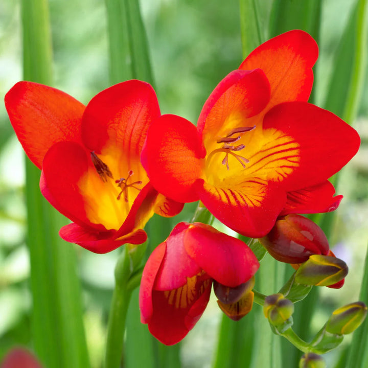 Red Freesias Flower Seeds for Planting - 100 pcs