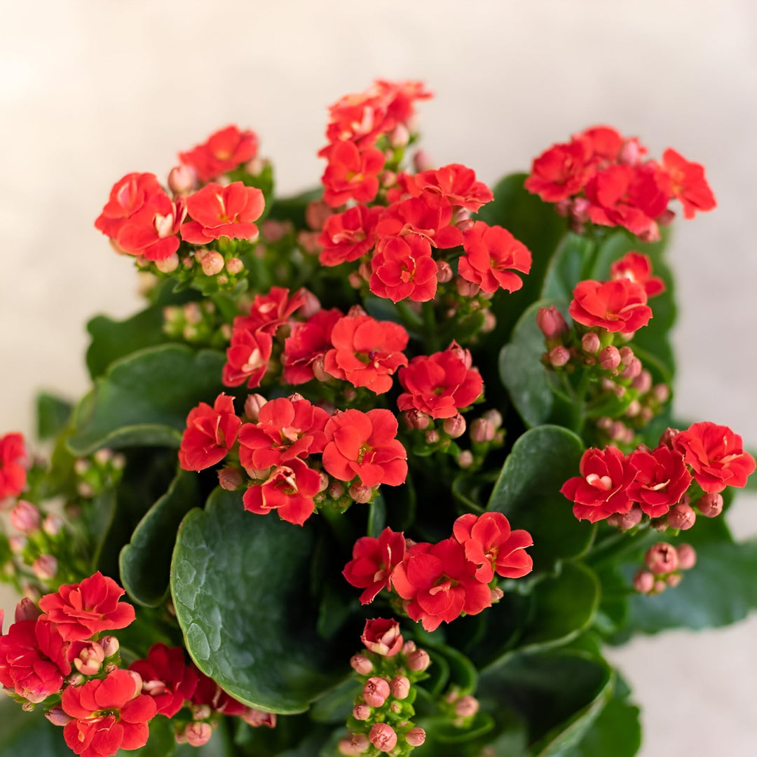kalanchoe flower seeds Red Kalanchoe Flower Seeds for Planting Succulent Blooms