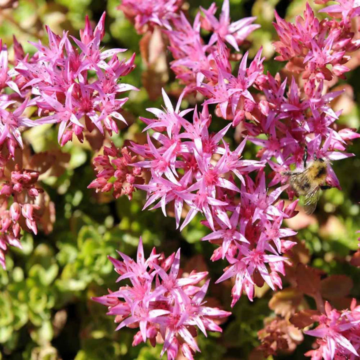 Pink Sedum Stolon Blomsterfrø til udplantning - 100 stk