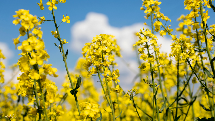 Rapeseed Flower Seeds for Planting - 100 pcs