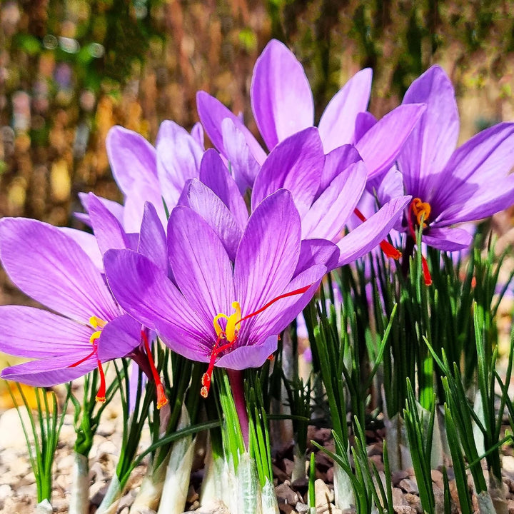 Efterårskrokusblomsterfrø til plantning - 100 stk