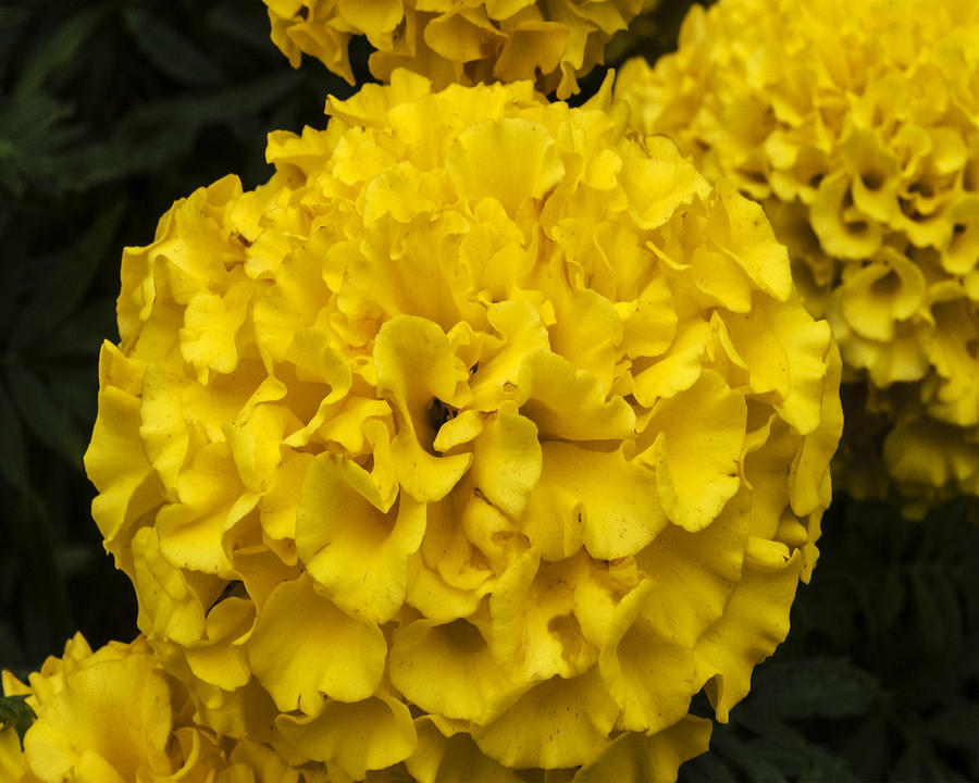 Yellow Hydrangea Flower Seeds for Planting Sunny Garden 100 pcs