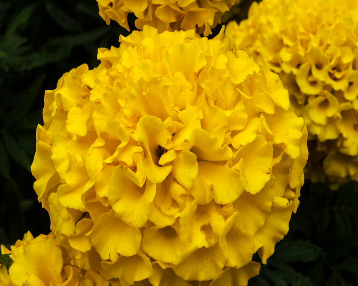 Yellow Hydrangea Flower Seeds for Planting Sunny Garden 100 pcs