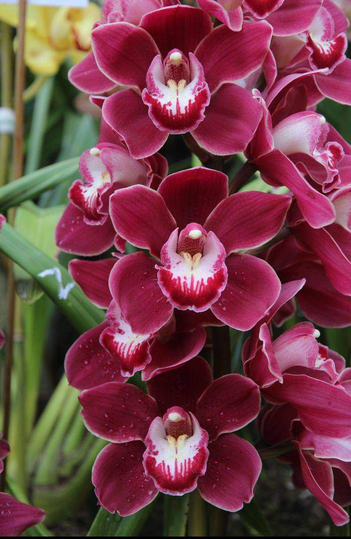 Cymbidium Orchid Seeds – Heirloom, Non-GMO, High Germination Organic Garden Seeds for Planting Rare Flowering Orchids