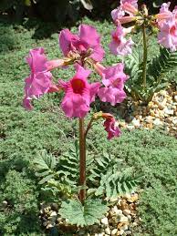 Pink Incarvillea blomsterfrø til udplantning, 100 stk