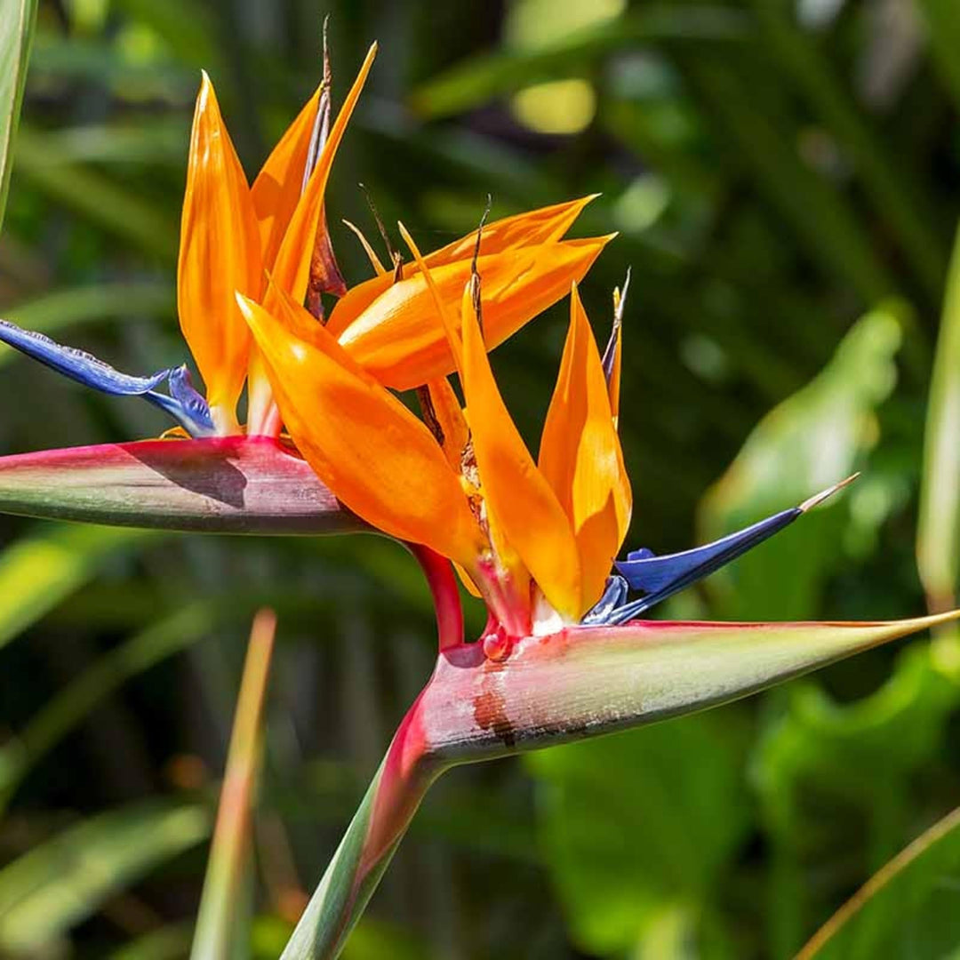 bird of paradise plant seeds Heirloom Non-GMO Paradise Flower Seeds