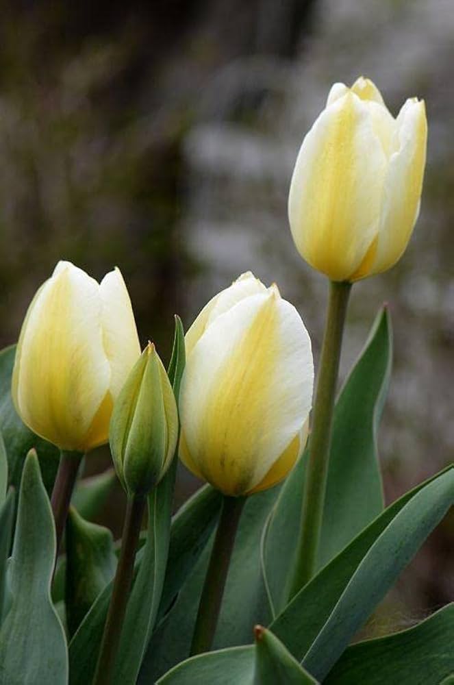 Tulipan Blomsterfrø Gul Hvid til udplantning 100 stk