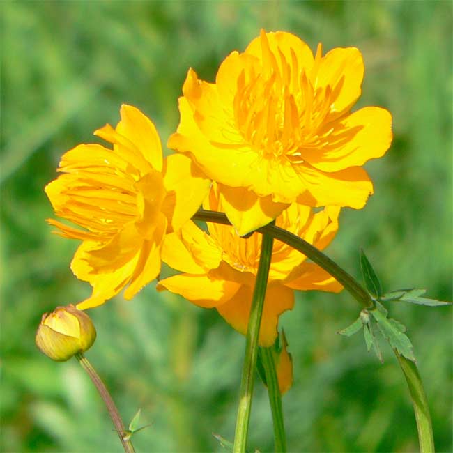 Trollius Flower Seeds for Planting - 100 pcs