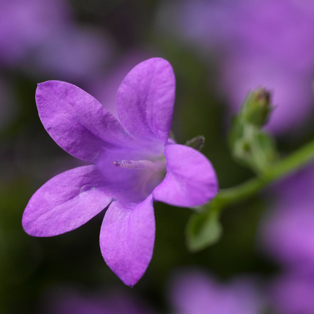 PurplebPortenschlagiana blomsterfrø til plantning - 100 stk