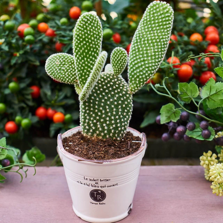 Blandede Opuntia plantefrø til udplantning - 100 stk