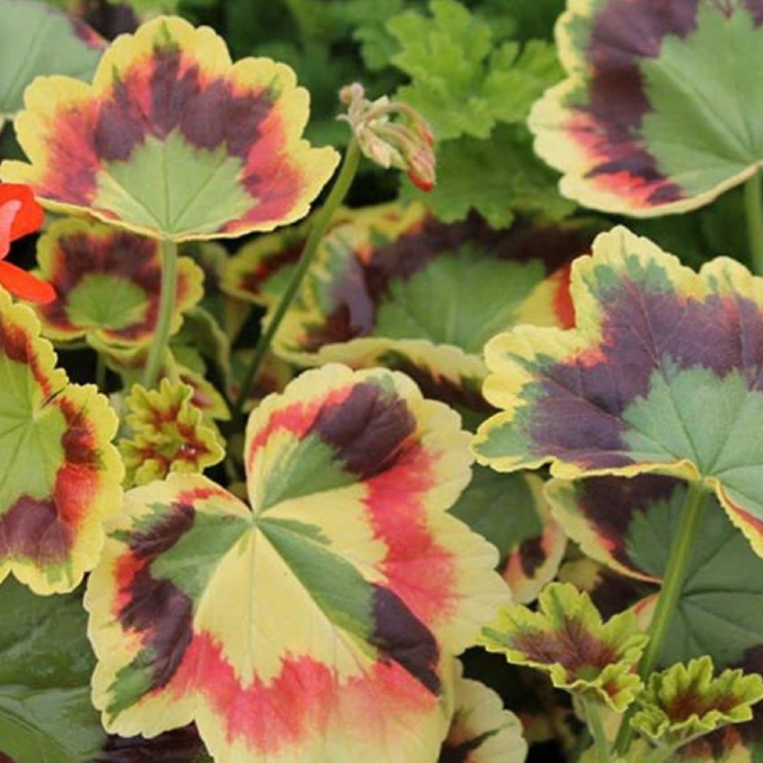 Heirloom Non-GMO Mixed Variegated Geranium Flower Seeds – High Germination Organic Garden Seeds for Planting Unique Blooms