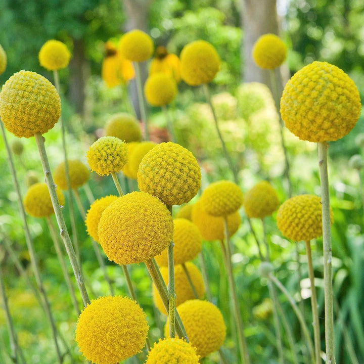 Craspedia Flower Seeds – Heirloom, Non-GMO, Billy Button Blooms for Unique Garden Planting