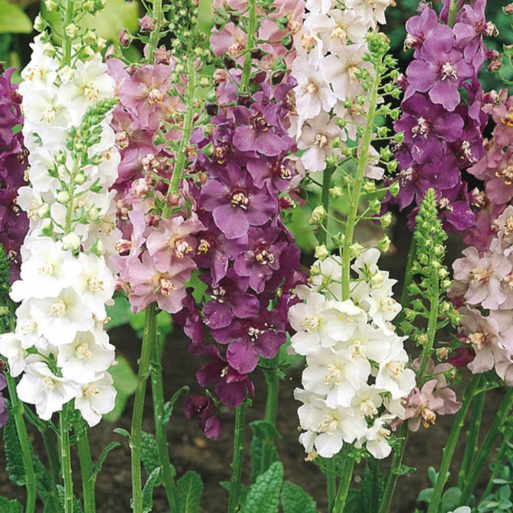 Blandede Verbascum blomsterfrø til udplantning, 100 stk